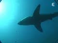 Nage avec un grand requin blanc Nage avec un grand requin blanc
