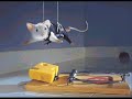 Funny Animal Pics