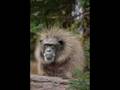 Funny Animal Pics
