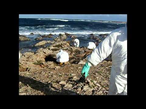 YouTube Video - Legambiente Protezione civile - la bonifica del catrame spiaggiato a Favignana