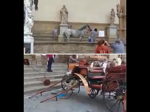 Carrozze, incidente a Firenze: cavallo urta auto Ministro Lamorgese