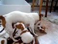 Jack Russell teri�r At�nka