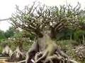 Thai Socotranum Petch Ban Na