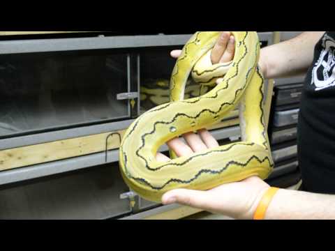 YouTube reptile video