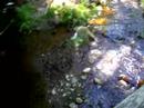 simply a babbling brook