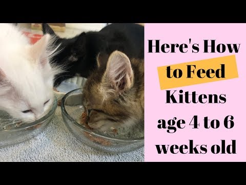 What & How to Feed Kittens age 4 to 6 Weeks old