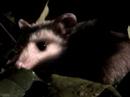 Brekekekexkoaxkoax - \"An Opossum Is Just an Irish Possum\" Brekekekexkoaxkoax - \"An Opossum Is Just an Irish Possum\"