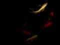 videos de Karen's Koi feeding frenzy at night in spotlight