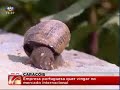 Escargots Oeste em SIC