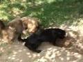 Coffee Doxies on Labor Day 2