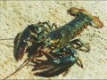 Cape Sable Island Lobster Fishing