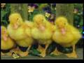 videos de Θ Nice Weather for Ducks Θ