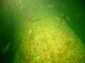 videos de PLONGEE EPPE SS NIOBE LE HAVRE PATCRAZYDIVER