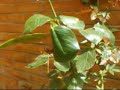 l'araign�e tisse sa toile en plein air dans le jardin, ce petit animal � quatre paires de pattes comprenant de tr�s nombreuses esp�ces, prend un bain de soleil sans souci.