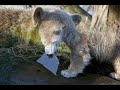 Knut 3.2.08