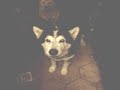 Cowboys Vs. Steelers game prediction by my Alaskan Malamute \"Chaya\" Cowboys Vs. Steelers game prediction by my Alaskan Malamute \"Chaya\"