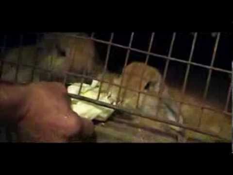 how to care animals