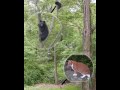 One Trillion Interesting Animal Facts