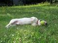 Jack cresce