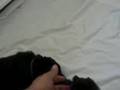 Ingodd's Agassi & Leri Michaela Puppies 20 Days Old