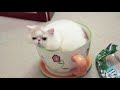 Personality Test for Your Cat