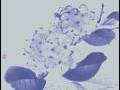 Hydrangea - アジサイ -