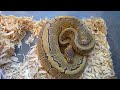 ballpython female pin stripe and female high contract albino