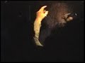 Pearl Jam - Why Go Pearl Jam - Why Go