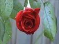 Flower Minute 97