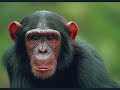 some more endangered animals