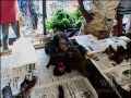 National Geographic Wild Chronicles : Gorilla Ebola