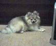 peanut