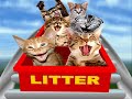 funny cats 23 funny cats 23