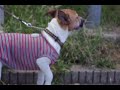 PENTAX K-x TEST (KX) VIDEO test-4