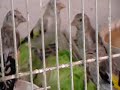 Darrrrek - Breeding carduelis major10