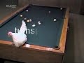 bilardo tavuk