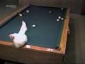 bilardo tavuk
