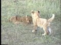 Off the beaten path: Awesome LION CUBS Off the beaten path: Awesome LION CUBS