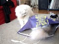 Lord, Athena and a bag