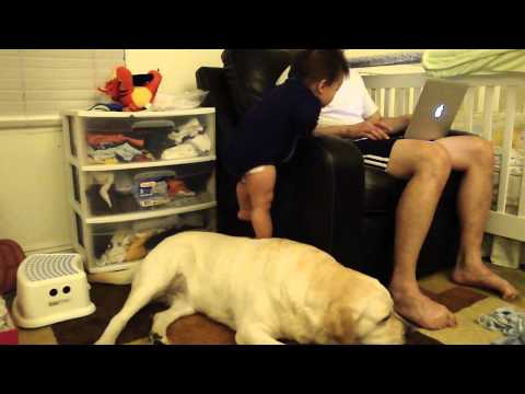 Baby climbs on recliner with help from labrador