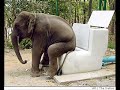 FUNNY toilet pictures