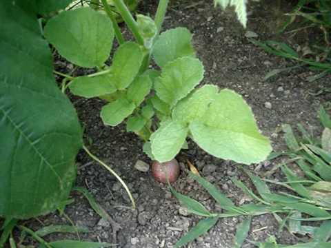 how to tell if radishes are ready to harvest
