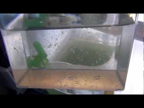 how to harvest brine shrimp