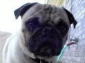 The Dogs - Episode 6 - Confession
