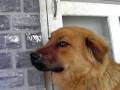 The Dogs - Episode 6 - Confession