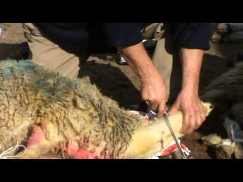 girl slaughter animal
