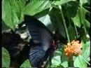Great Mormon (Papilio memnon)