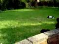 Affenpinscher video