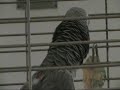 El Loro Yaco imitador El Loro Yaco imitador