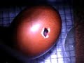 hatching chick hatching chick